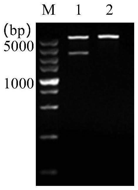 Fusion protein of MCP of nervous necrosis virus and ompN1 of edwarsiella ictaluri as well as preparation method of fusion protein