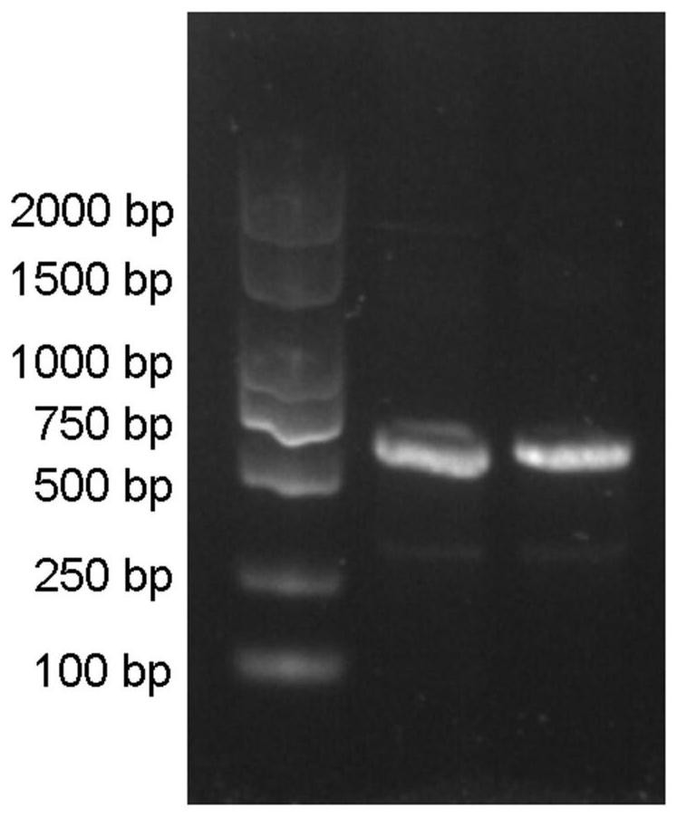 Application of brown planthopper PIB14 protein and coding gene thereof to regulation and control of brown planthopper resistance of plants