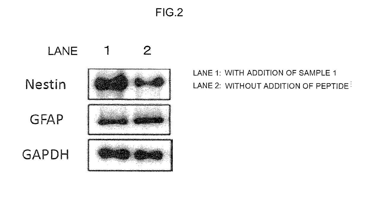 Methods for inducing nestin expression of astrocytes by nestin-inducing synthetic peptides derived from the BC-box of the SOCS6 protein