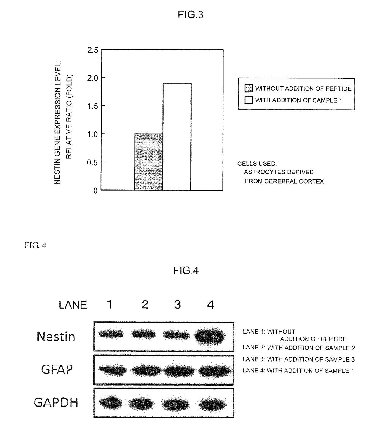 Methods for inducing nestin expression of astrocytes by nestin-inducing synthetic peptides derived from the BC-box of the SOCS6 protein