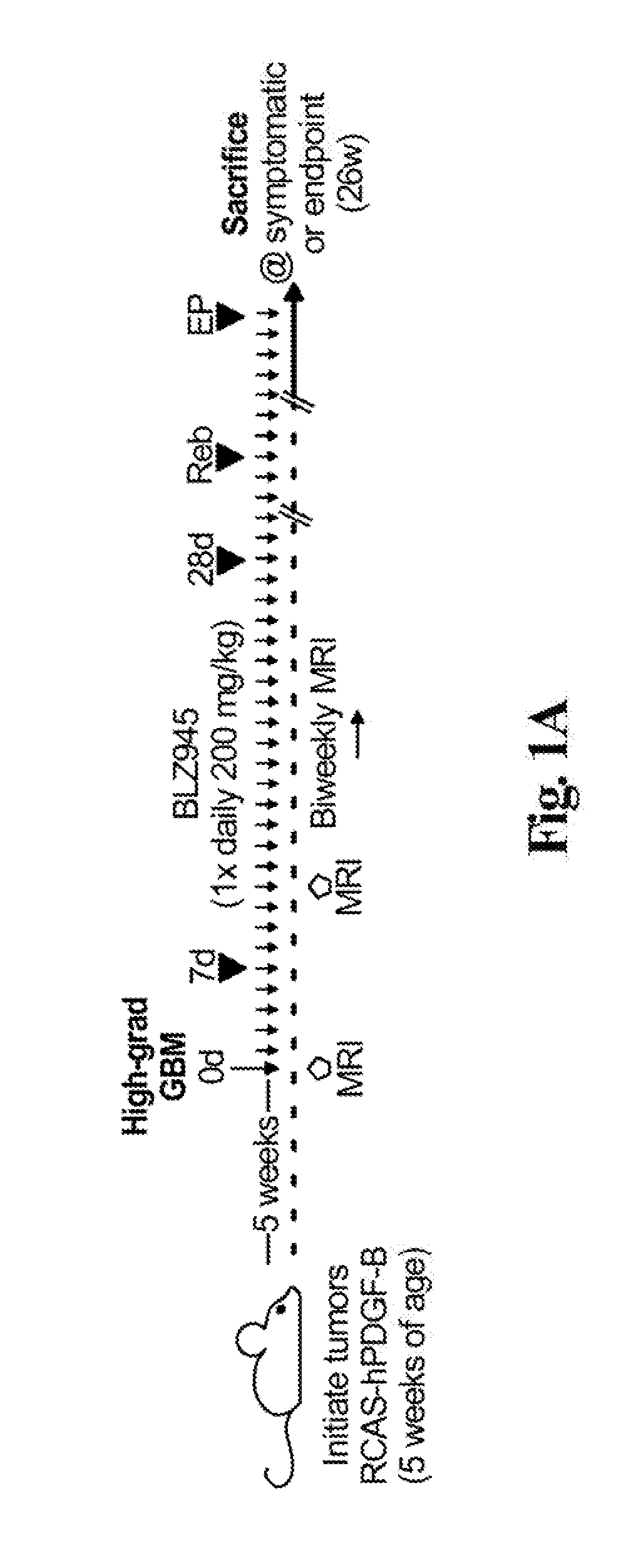 Compositions and methods for treatment of glioma