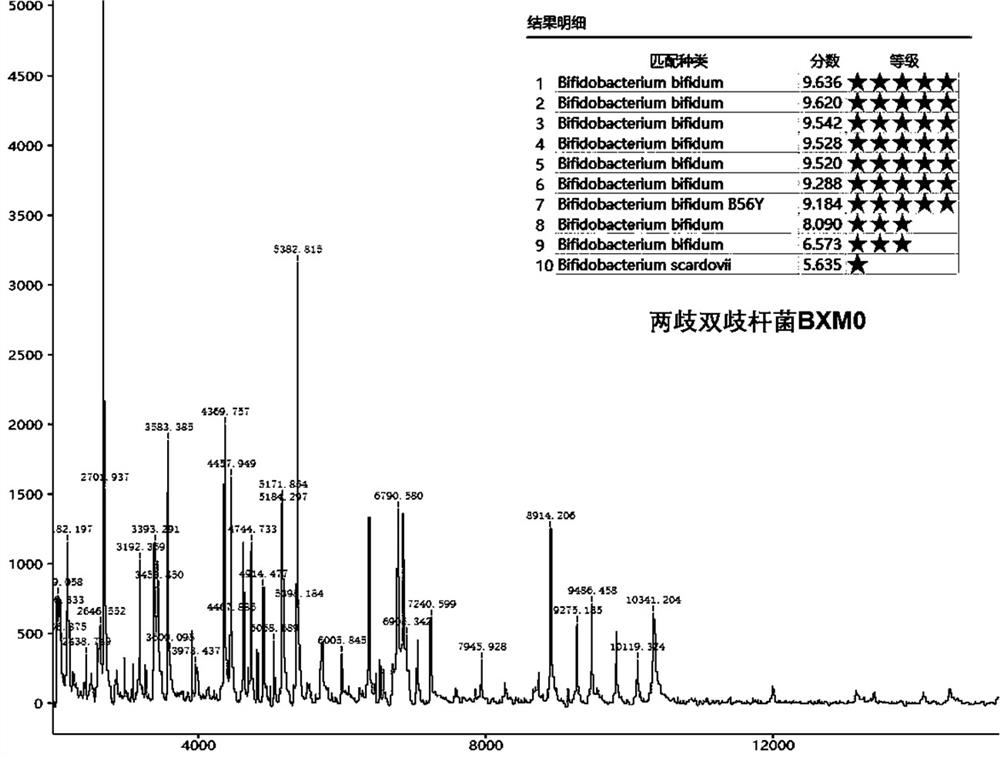 Bifidobacterium bifidum bxm0 and its application