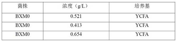 Bifidobacterium bifidum bxm0 and its application