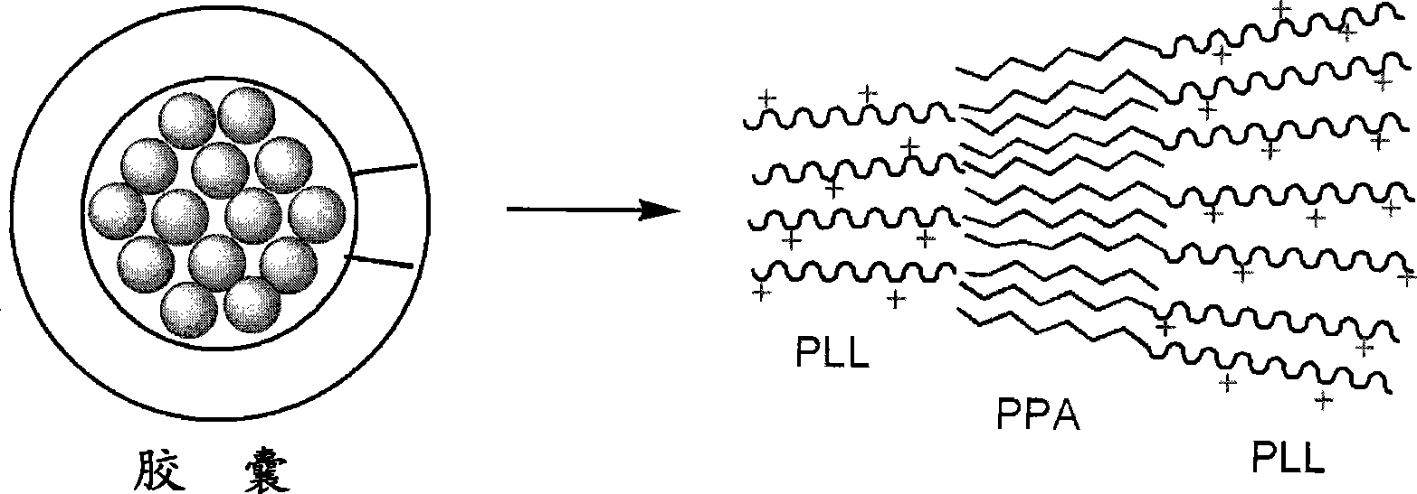 Biodegradable polypeptide vesicle loaded with hemoglobin and preparation method thereof