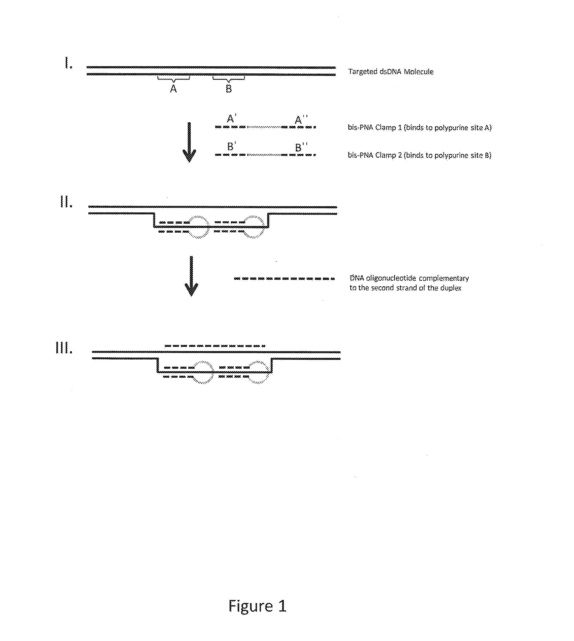 Compositions and methods for enrichment of nucleic acids