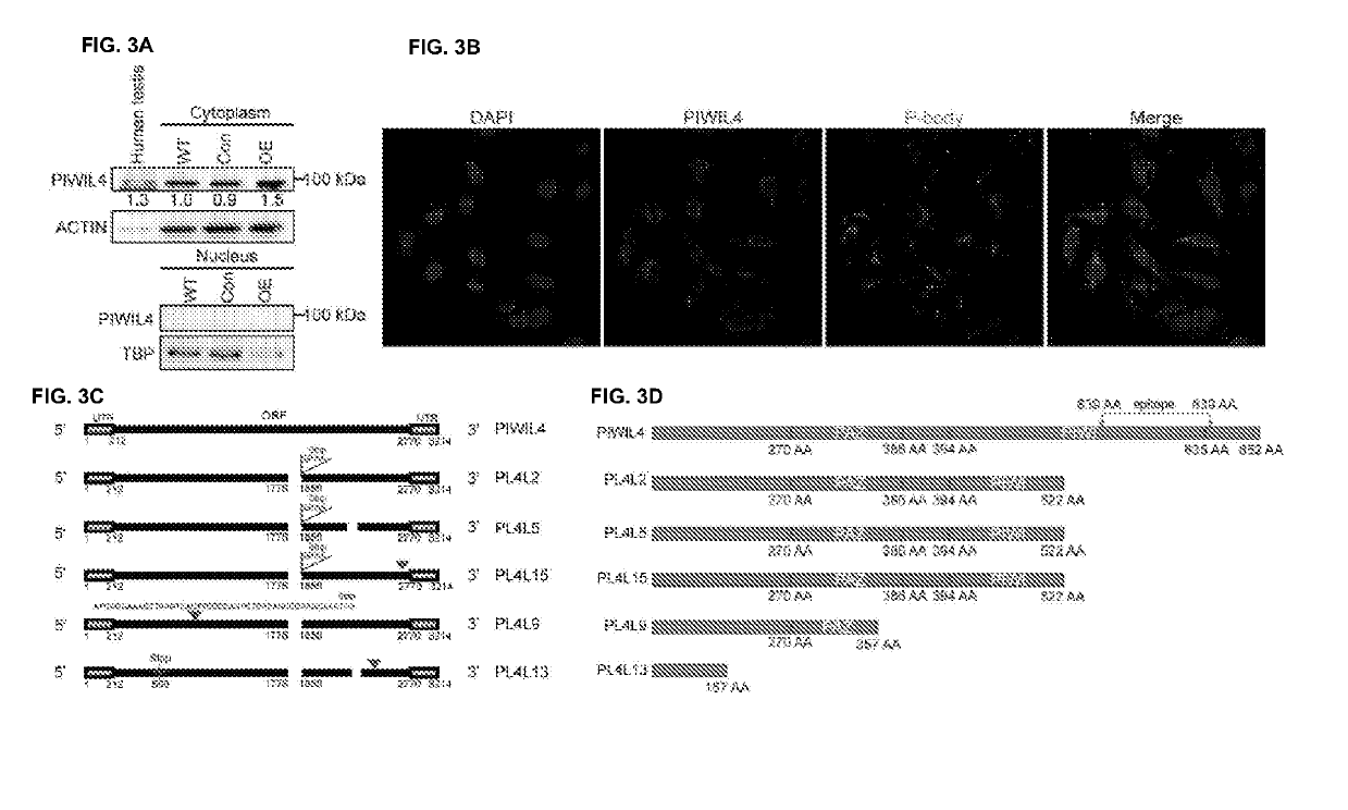 Compositions and Methods for Treating Cancer by Inhibiting PIWIL4