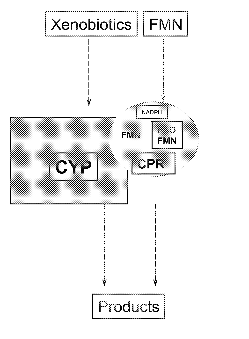 Cytochrome P450 enzyme complexes and methods of treatment using the same