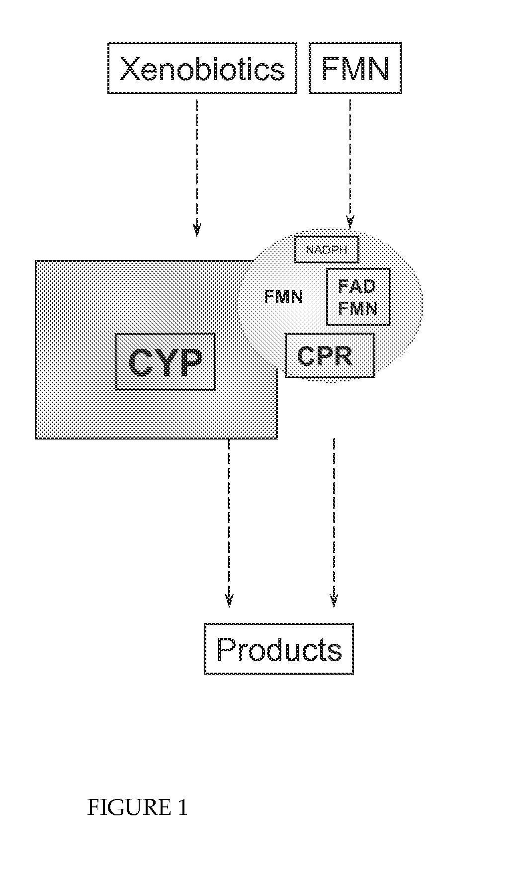 Cytochrome P450 enzyme complexes and methods of treatment using the same