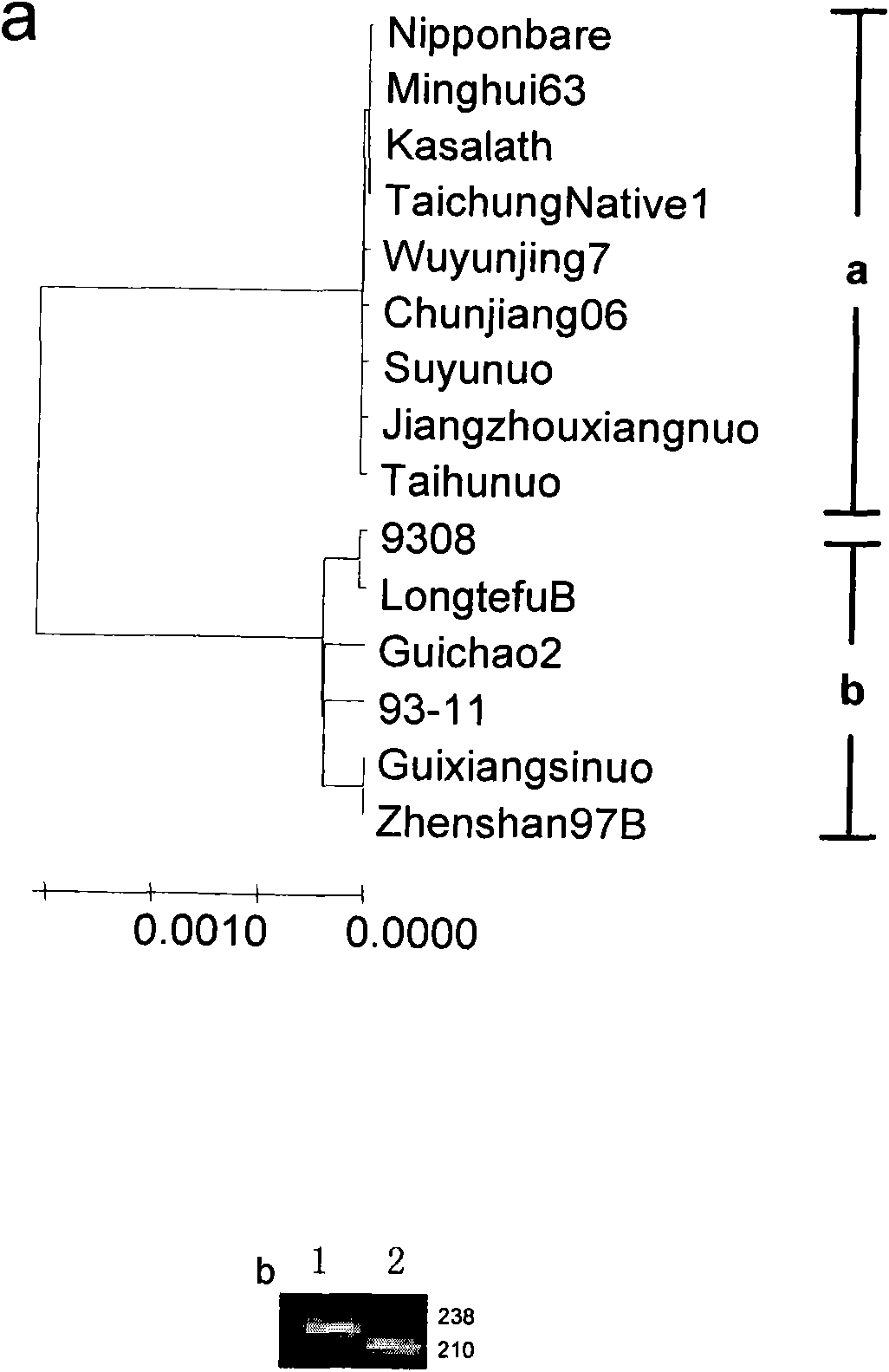Molecular marker of gene for regulating gel consistency of rice and application thereof