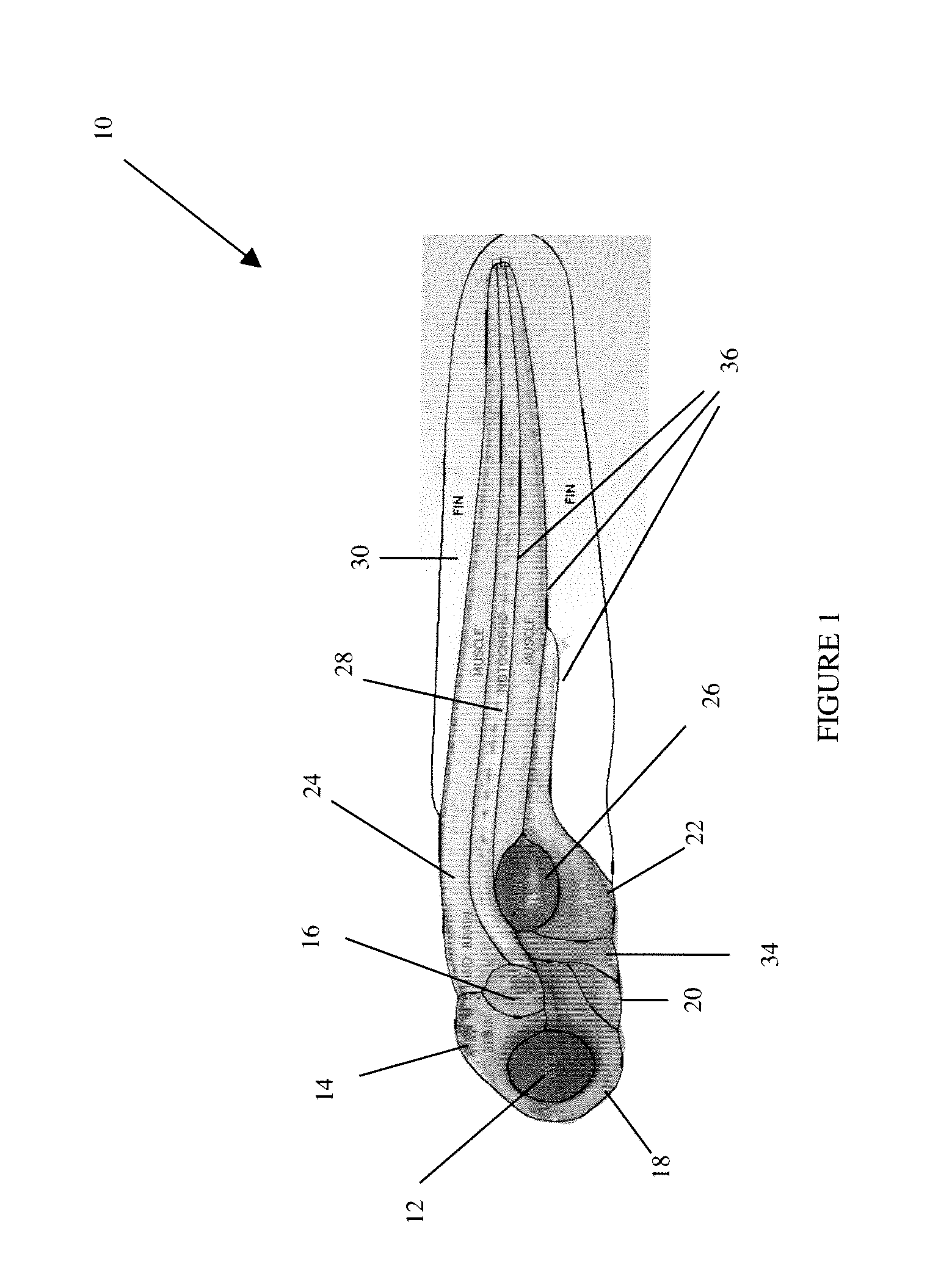 Systems and methods for automated extraction of high-content information from whole organisms