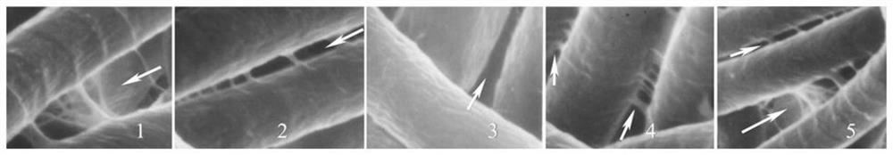 A method for identifying the drainage performance of spirulina algae filaments using scanning electron microscopy