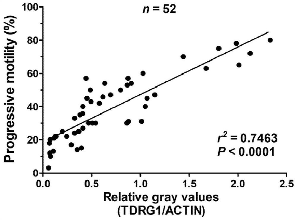 A biomarker for the diagnosis of asthenozoospermia