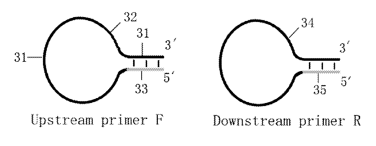 Loop-shaped primer used in nucleic acid amplification and the use thereof