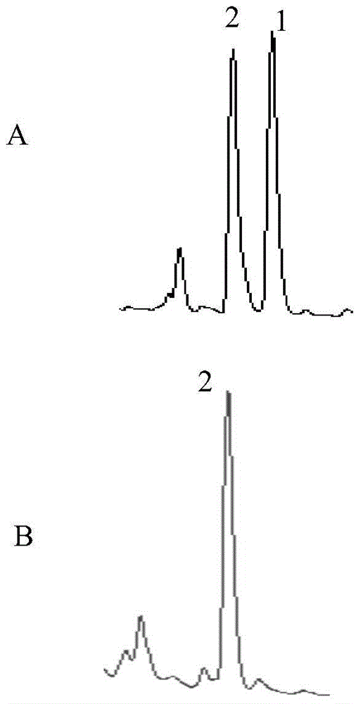 Metarhizium anisopliae o-methyltransferase and application thereof