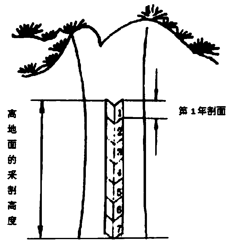 Masson pine 'paper pulp-rosin extraction' mode middle-term rosin extraction method