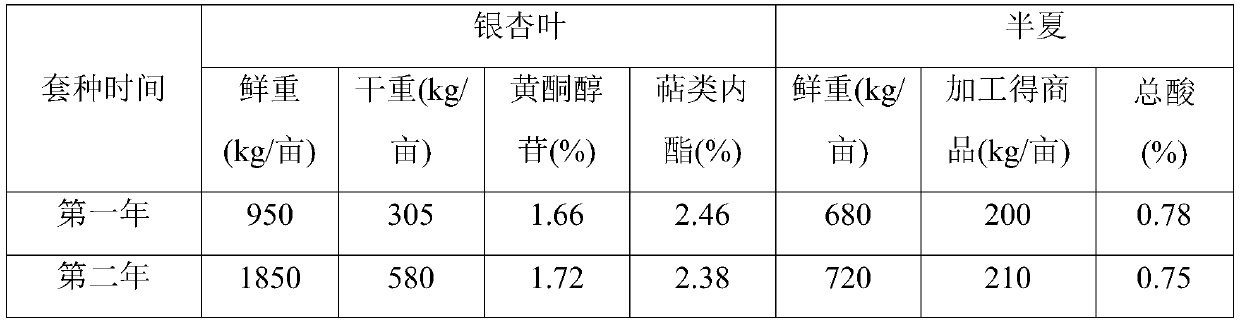 A kind of cultivation method of leaf-picking ginkgo and Pinellia intercropping