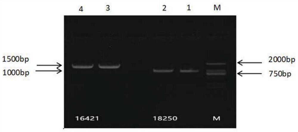 Liriodendron transcription factor LcbHLH52 gene and application thereof