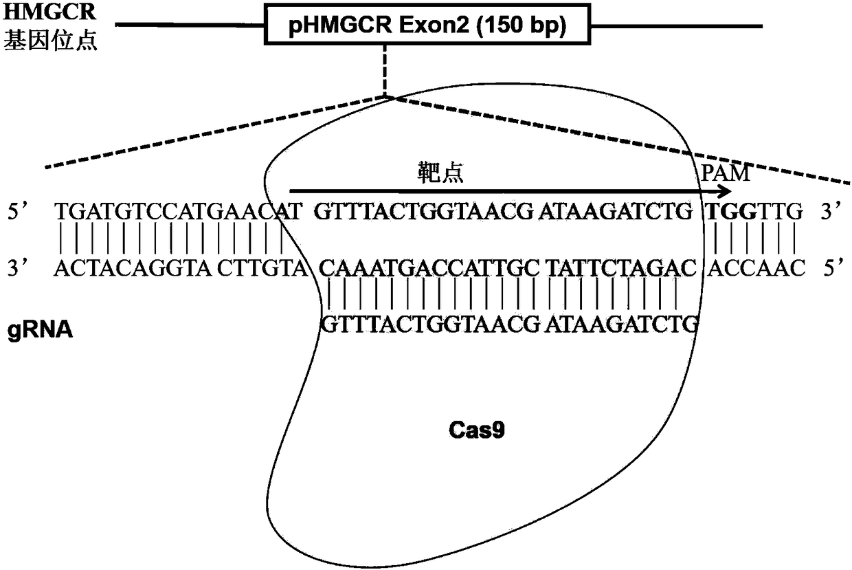 Method for achieving HMGCR gene knockout based on CRISPR/Cas9 technology