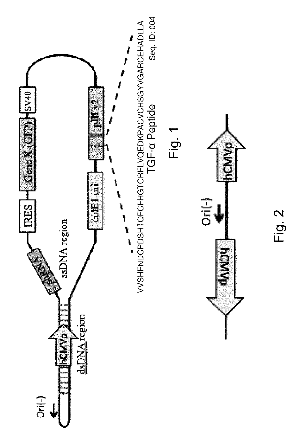 Bacteria carrying bacteriophage and protease inhibitors for the treatment of disorders and methods of treatment