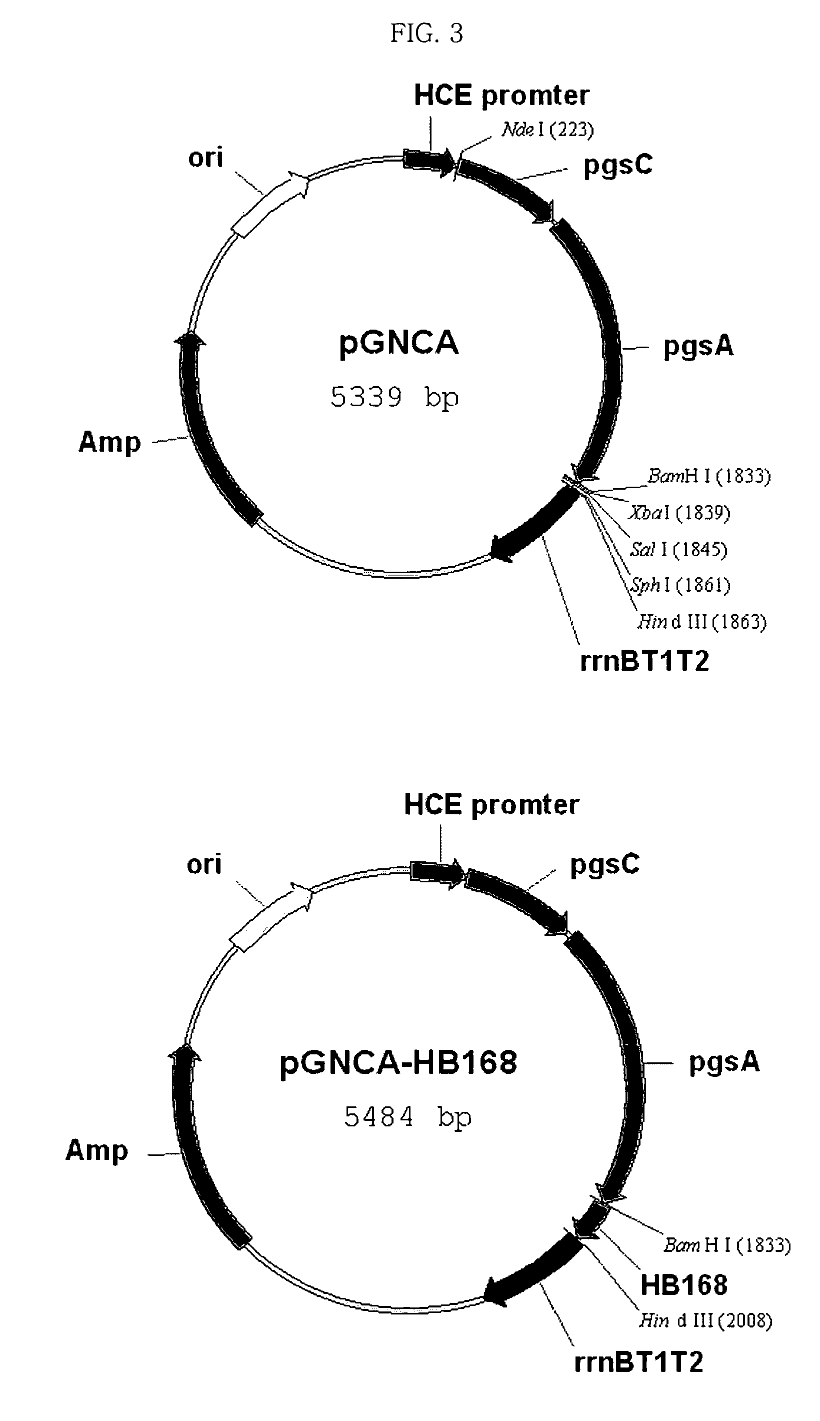 Surface expression vectors having pgsBCA the gene coding poly-gamma-glutamate synthetase, and a method for expression of target protein at the surface of microorganism using the vector