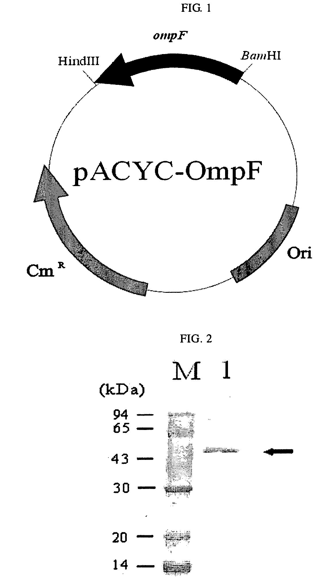 Method For Extracellular Production of Target Proteins By Co-Expression of Ompf and Target Proteins