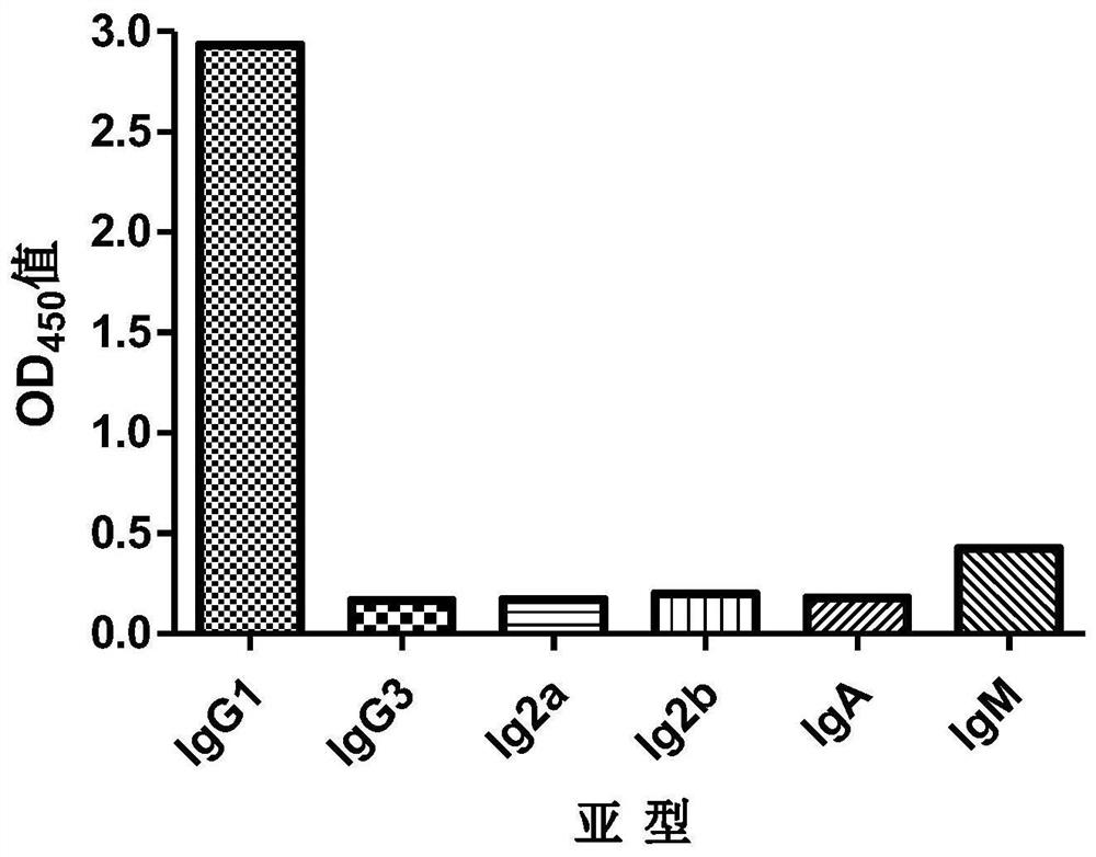 Anti-porcine hemoglobin hybridoma cell line and its monoclonal antibody and application