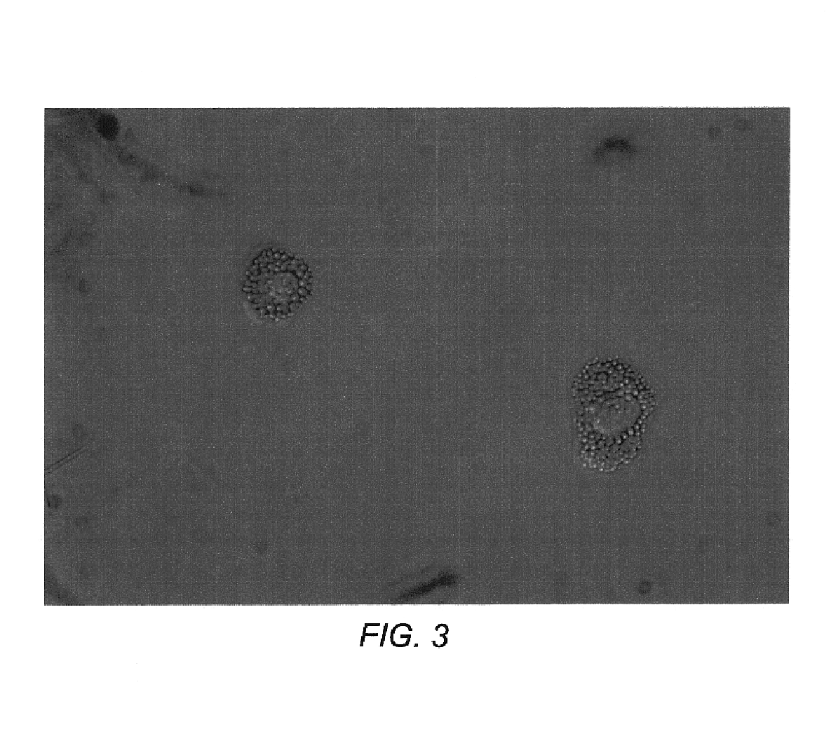 Methods and compositions for the visualization of cellular organelles using tetrazolium salts