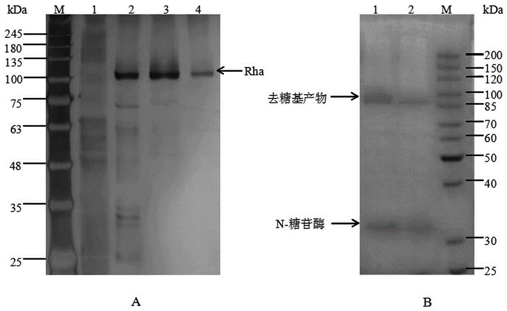 Cloning, expression and application of alpha-L-rhamnosidase gene