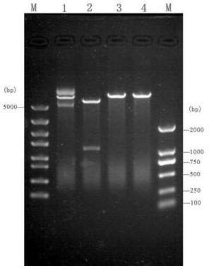 Alpha-amylase gene and application thereof
