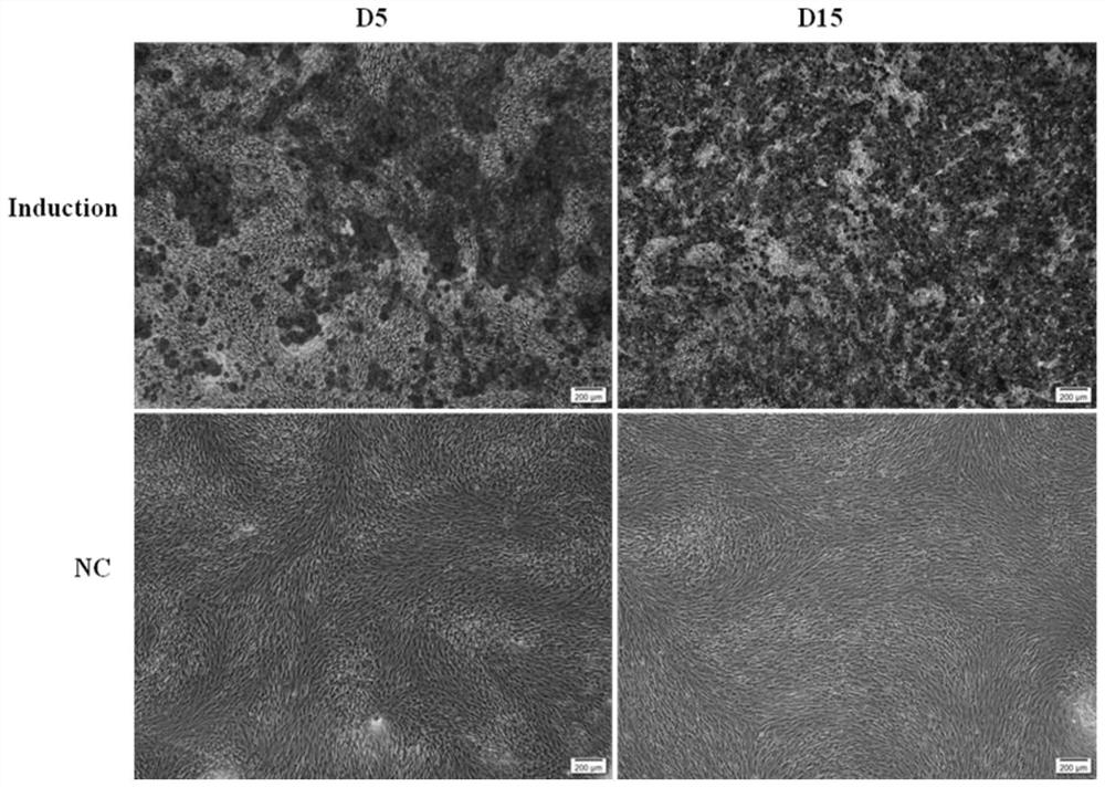 Detection method and detection reagent for osteogenic potential of mesenchymal stem cells
