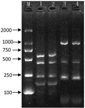 Multi-PCR-SBT genotyping method and reagent for ABO antigen of human erythrocyte blood type system