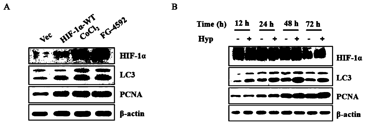 Application of FG-4592 or salt thereof in aspect of proliferation of neural stem cells