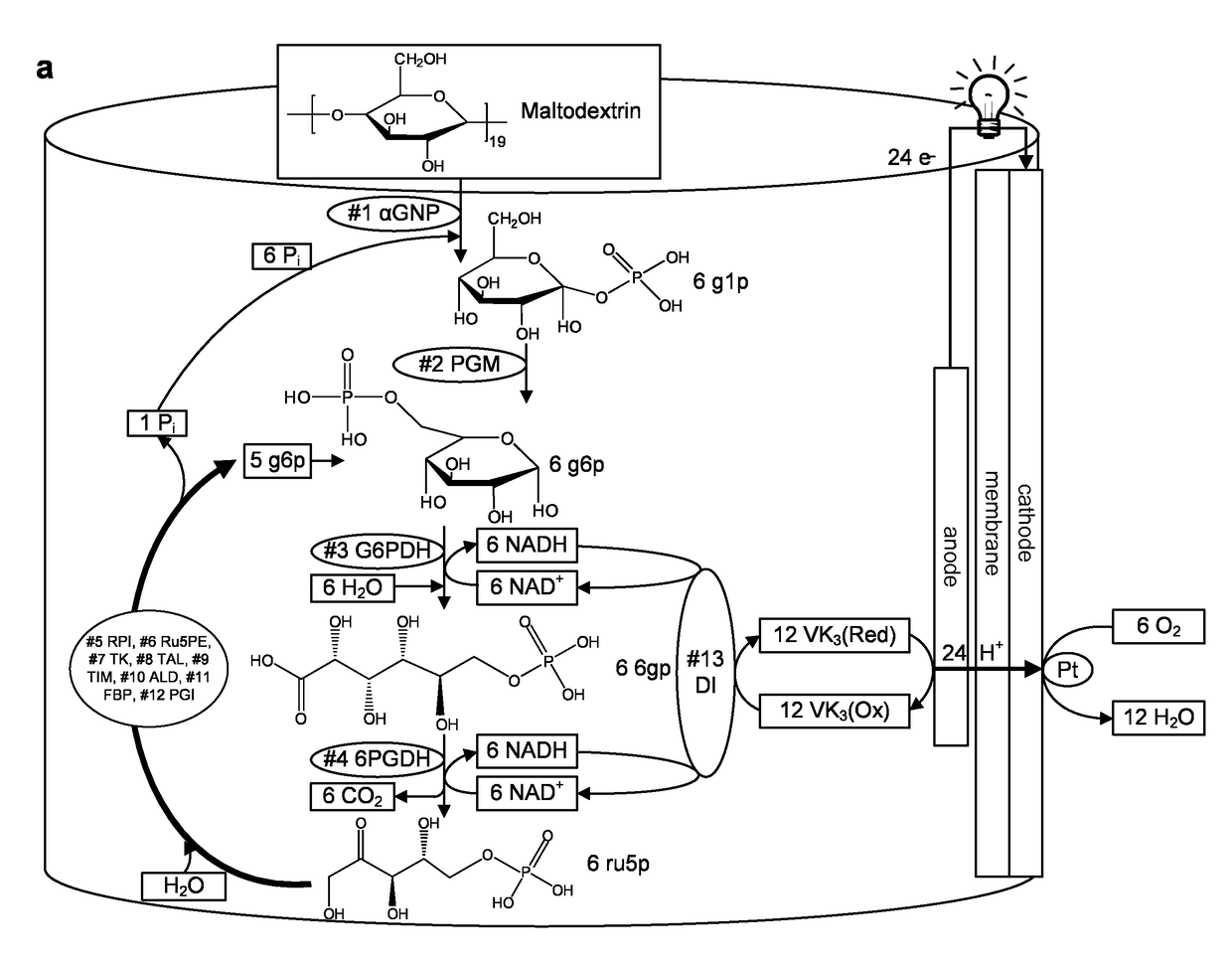 Complete oxidation of sugars to electricity by using cell-free synthetic enzymatic pathways