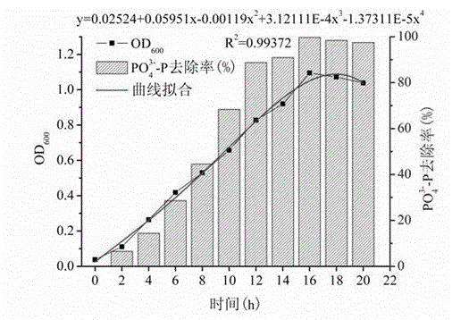 Denitrification phosphorus removal bacterium H-hrb02 as well as screening method and application thereof