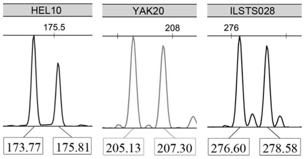 Genotyping detection kits for yak individual identification and paternity testing