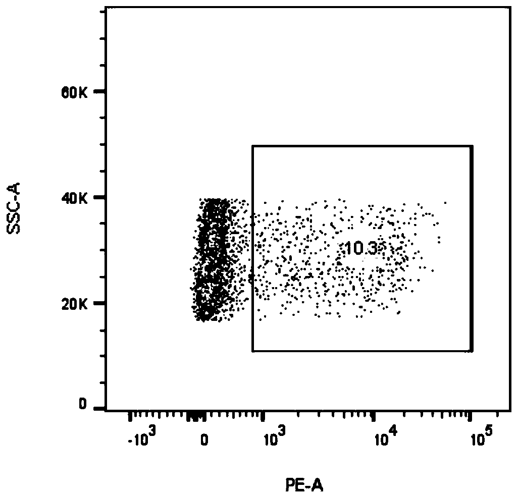 Specific T cell receptor (TCR) specific to EGFR L858R gene mutation and application of TCR