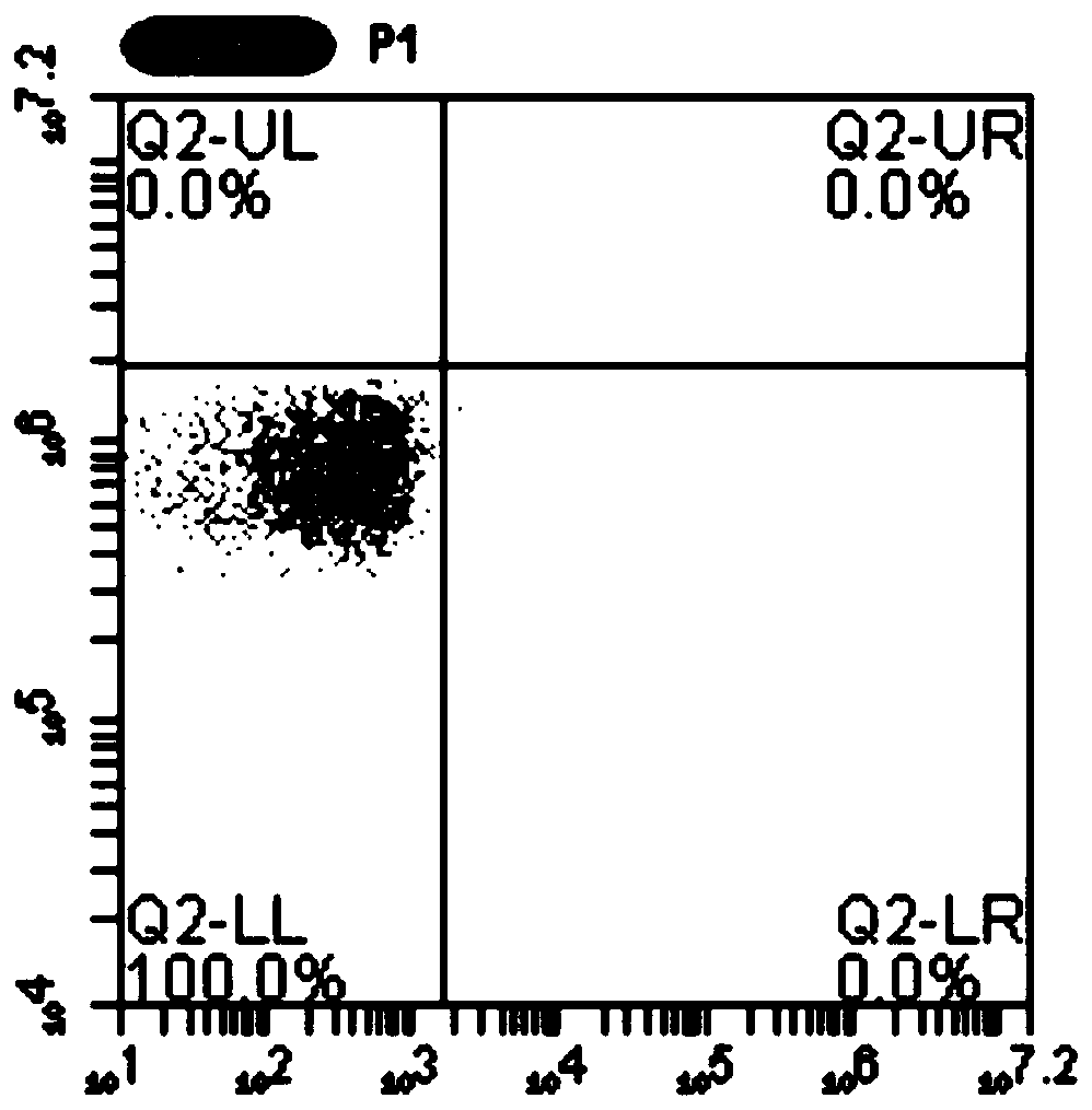 Specific T cell receptor (TCR) specific to EGFR L858R gene mutation and application of TCR