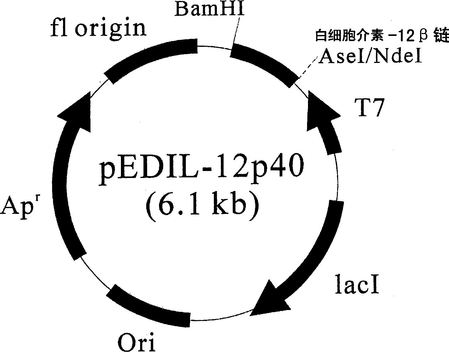 Process for preparing serine-rich protein employing cysteine synthase (cysk) gene