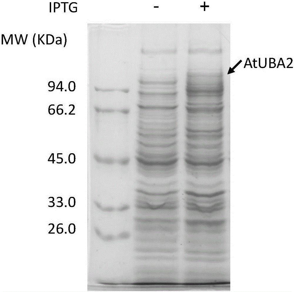 System and method for in vitro detection of activity of Ub (ubiquitin)-conjugating enzyme