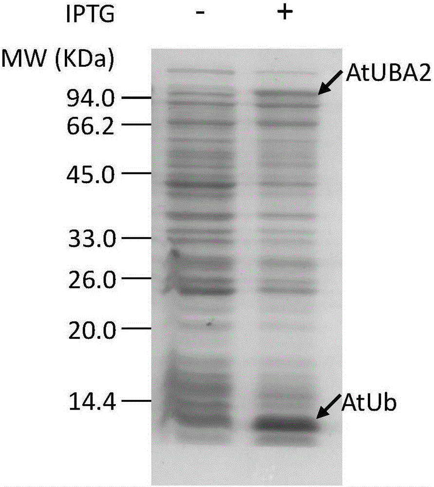 System and method for in vitro detection of activity of Ub (ubiquitin)-conjugating enzyme