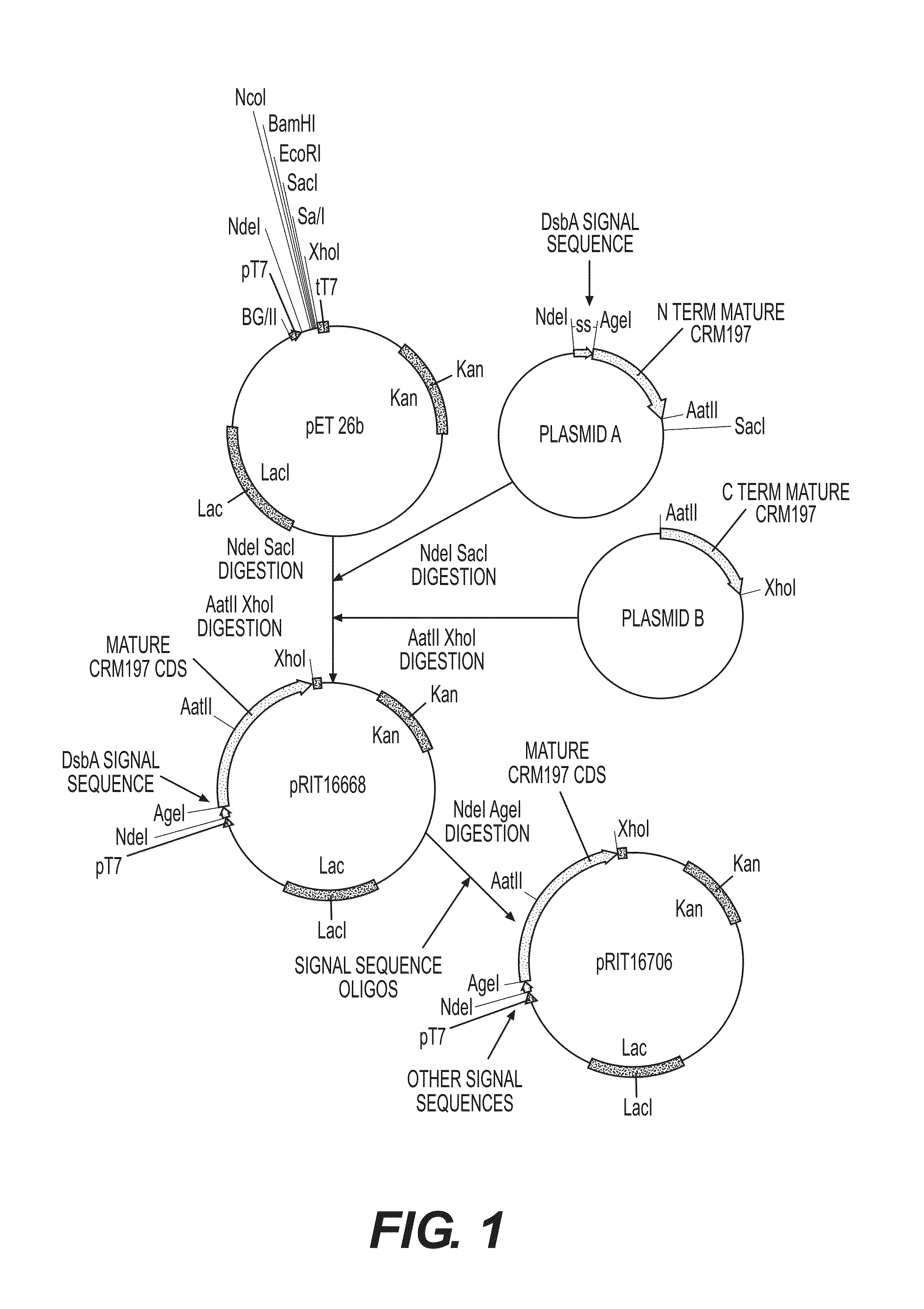 Expression system