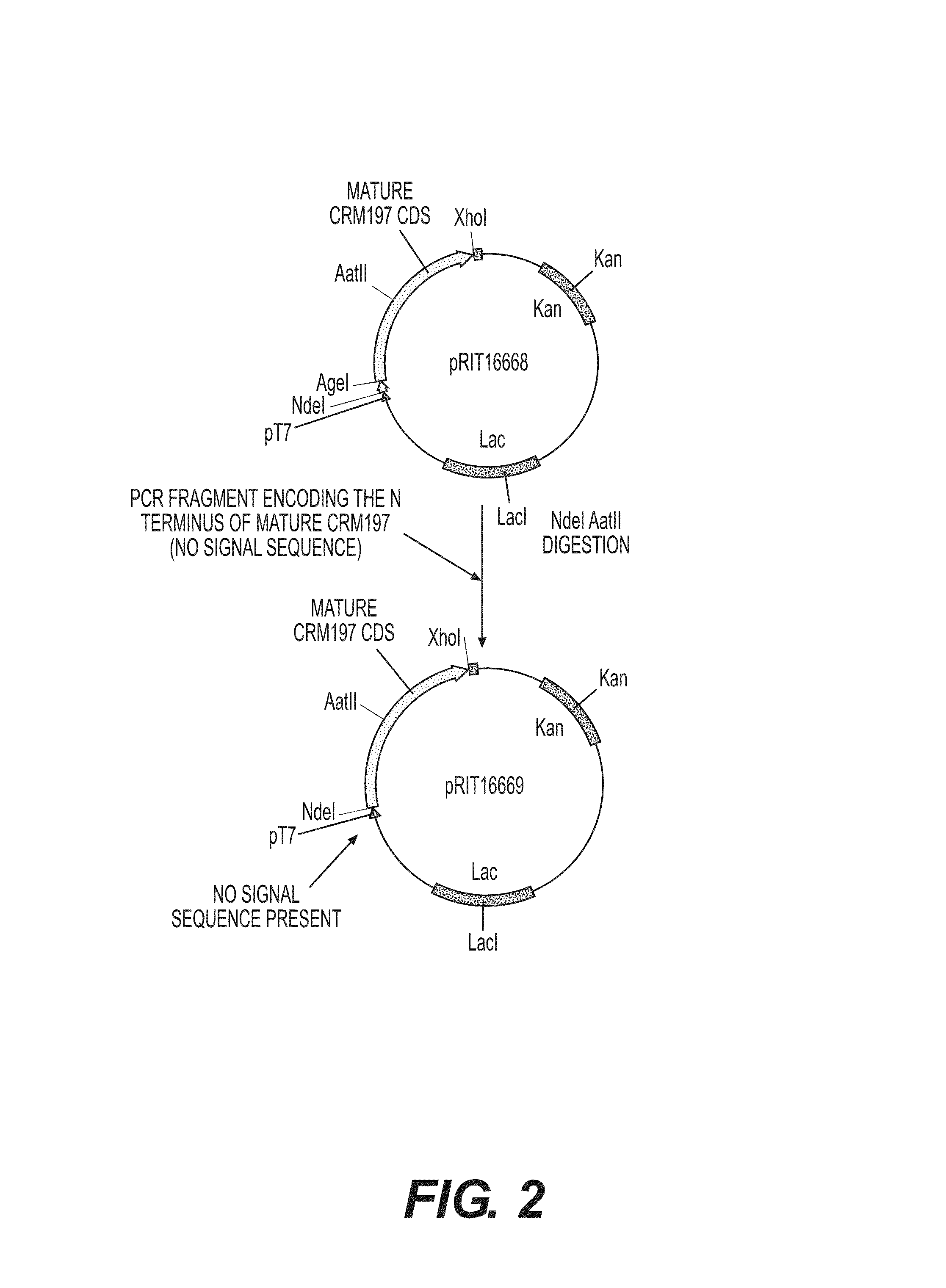 Expression system