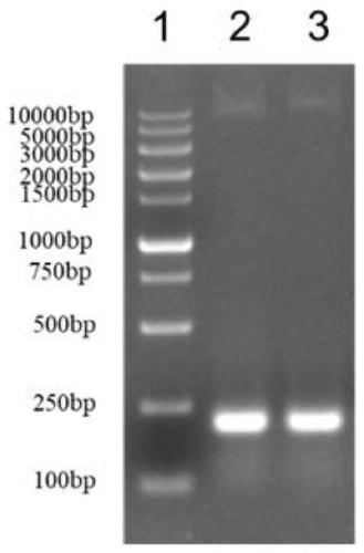 Lactococcus lactis for expressing mouse antibacterial peptide gene