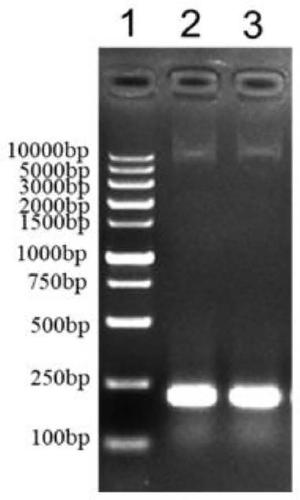 Lactococcus lactis for expressing mouse antibacterial peptide gene