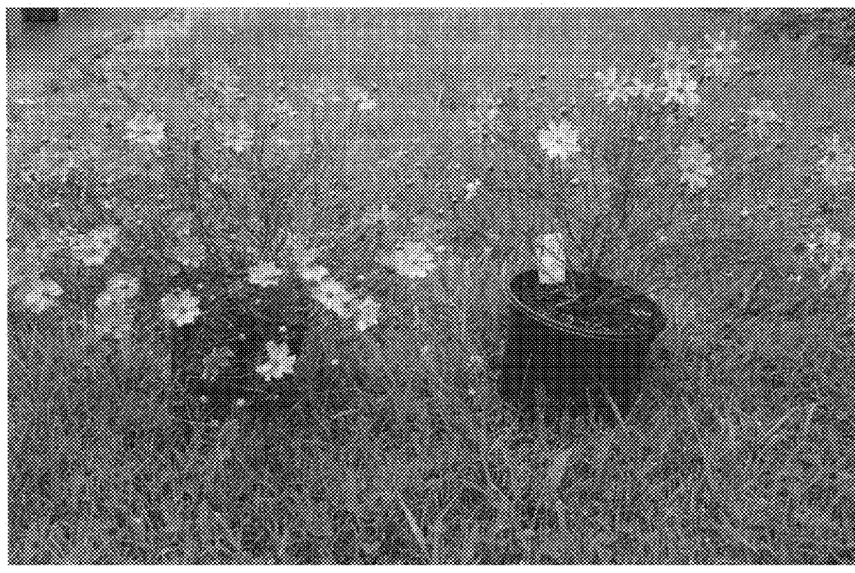 Coreopsis plant named `Novcorcar`