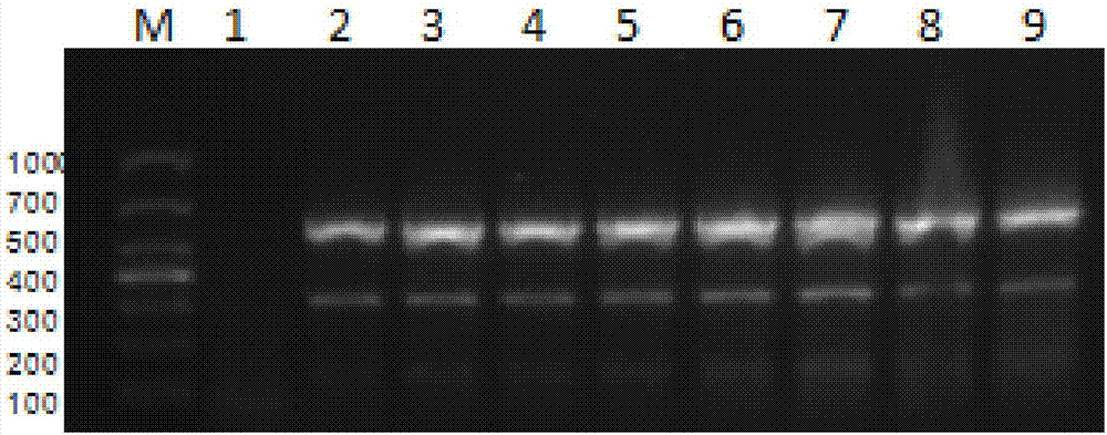Dual PCR primer, detection method and kit for detecting porcine mouth-foot disease virus and Seneca valley virus