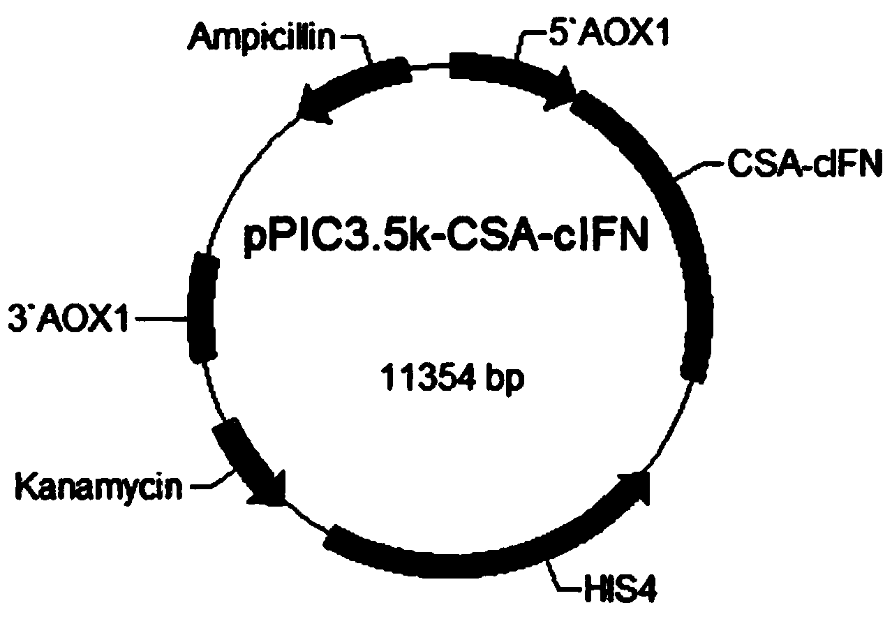 Long-acting fusion interferon for dogs and cats, as well as preparation method and application thereof