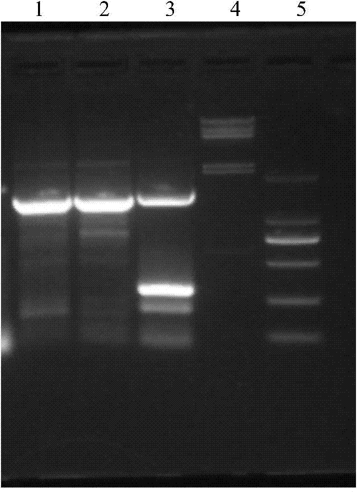Laccase protein gene and cloning and sequencing method thereof