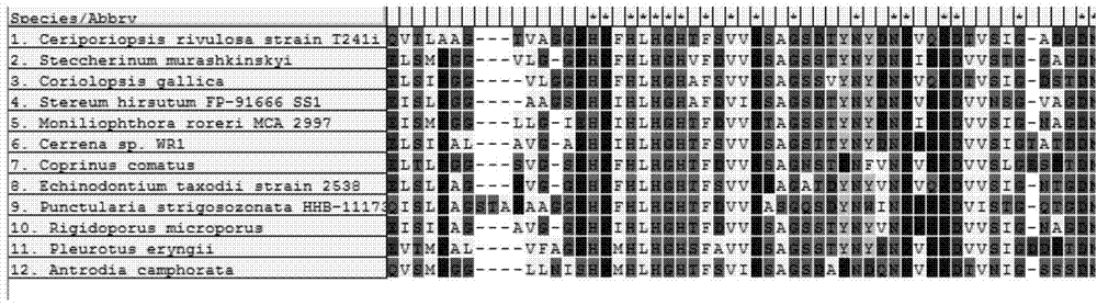 Laccase protein gene and cloning and sequencing method thereof