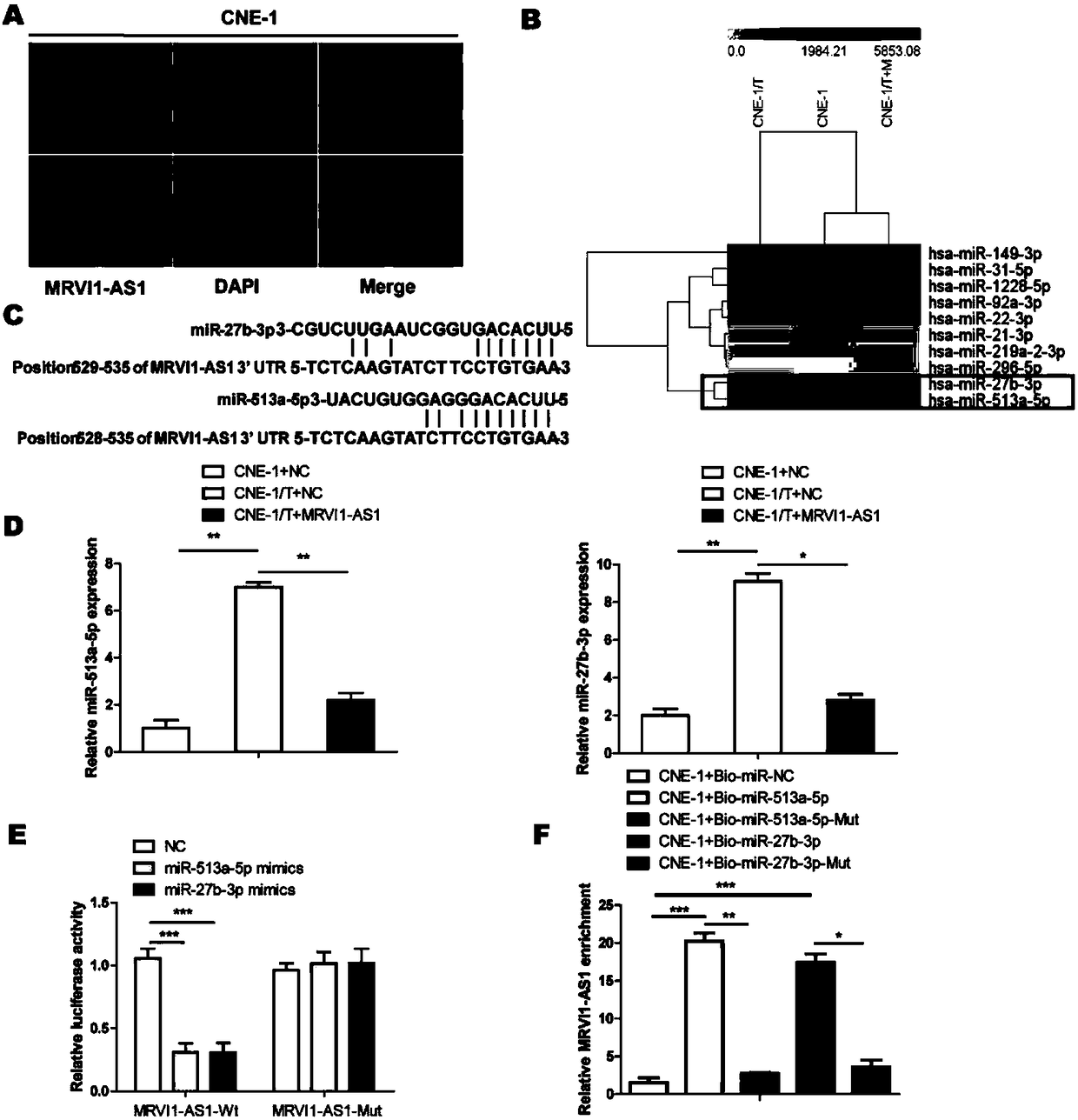 Application of ATF3 as target site in preparing taxol chemosensitization medicine for treating nasopharynx cancer